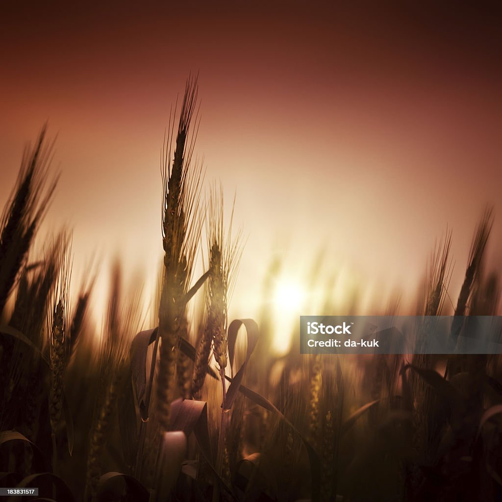 Bereich der Weizen bei Sonnenuntergang - Lizenzfrei Abenddämmerung Stock-Foto