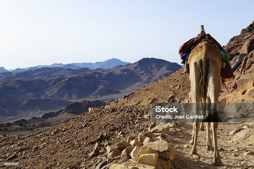 Camels descending Mount Sinai in Egypt Rear view of a camel walking on a trail on Mount Sinai (Egypt) Animal Stock Photo