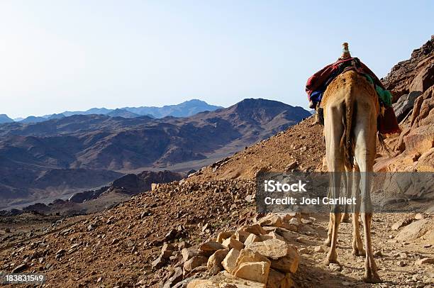 Camels Descending Mount Sinai In Egypt Stock Photo - Download Image Now - Animal, Barren, Behind