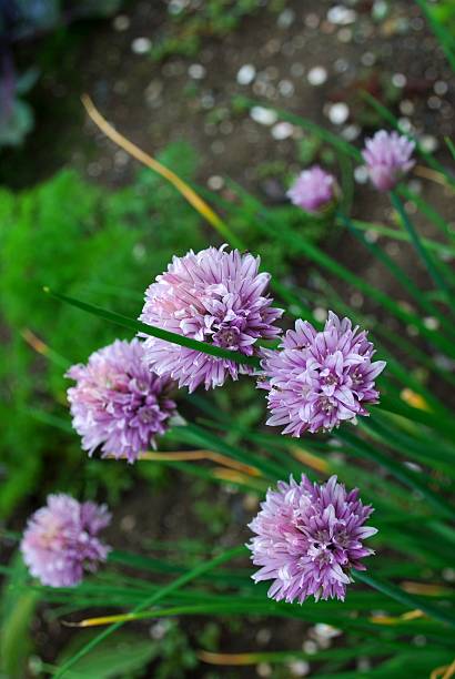 flores de cebolinha - chive allium flower cultivated herb - fotografias e filmes do acervo