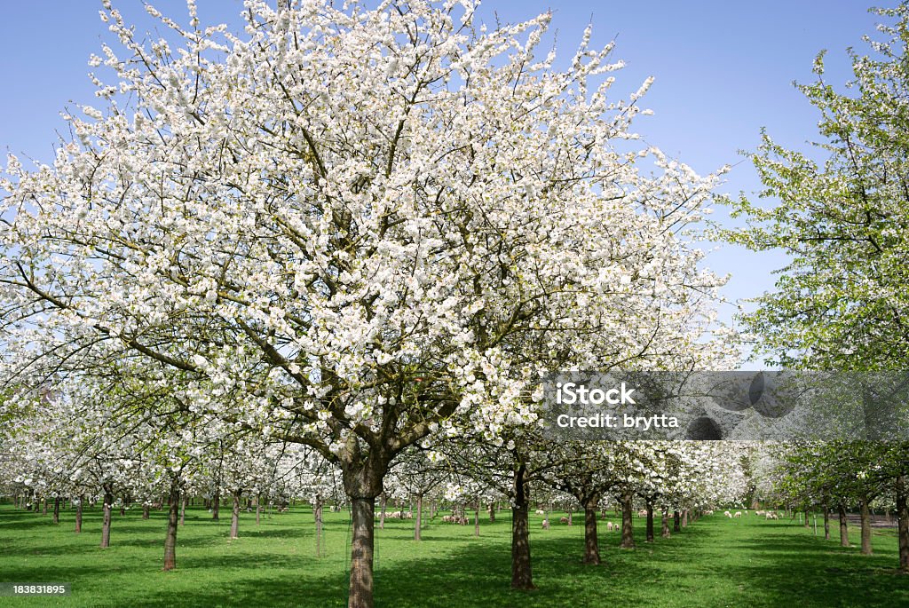 開花オーチャード、フルーツの木々、春に、ベルギーフランダース - エスベイのロイヤリティフリーストックフォト