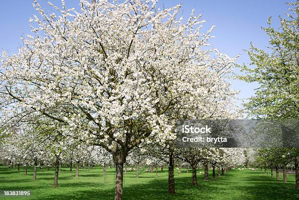 開花オーチャードフルーツの木々春にベルギーフランダース - エスベイのストックフォトや画像を多数ご用意 - エスベイ, ベルギー, 果樹の花