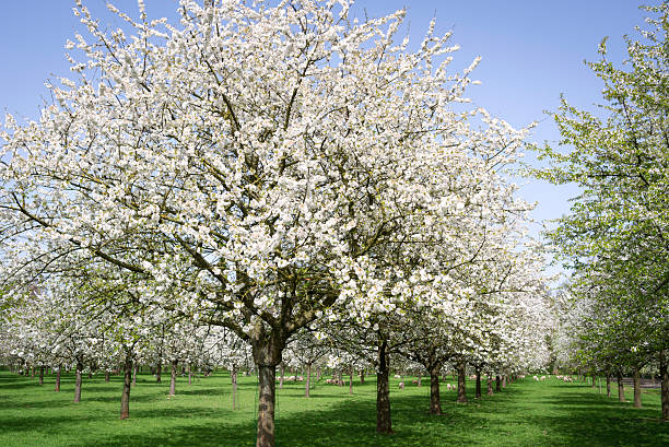 istock Blooming orchard with fruit trees in spring, Flanders,Belgium 183831895