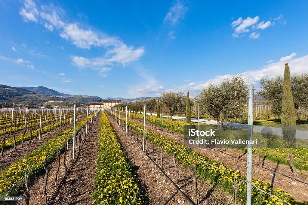 Valpolicella campagna In primavera, Italia - Foto stock royalty-free di Agricoltura