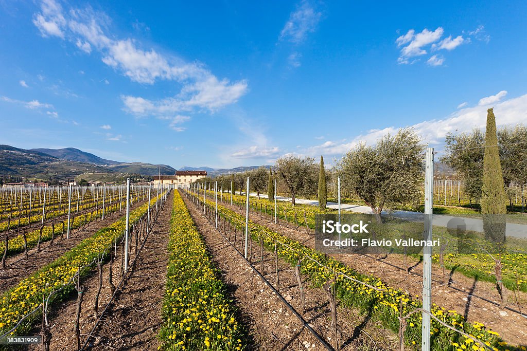 Valpolicella campo na primavera, Itália - Foto de stock de Agricultura royalty-free