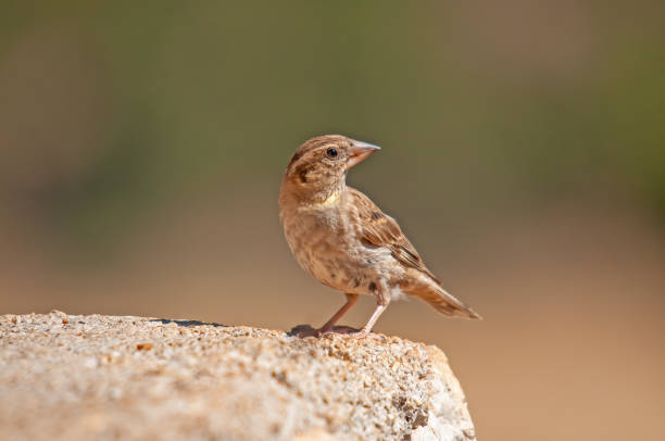 istock Rock Sparrow (Petronia petronia) on concrete floor. 1838319199