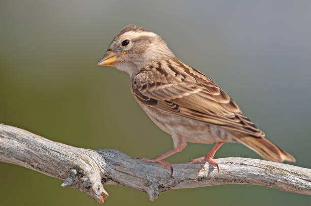 istock Baby Rock Sparrow (Petronia petronia) on a tree branch. 1838320251