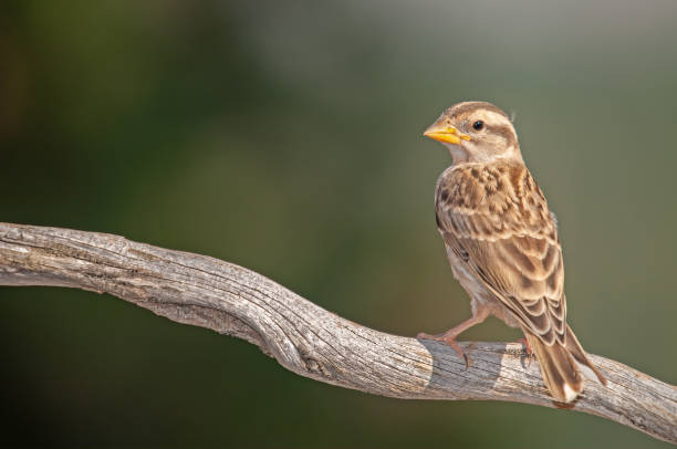 istock Baby Rock Sparrow (Petronia petronia) on a tree branch. 1838320760