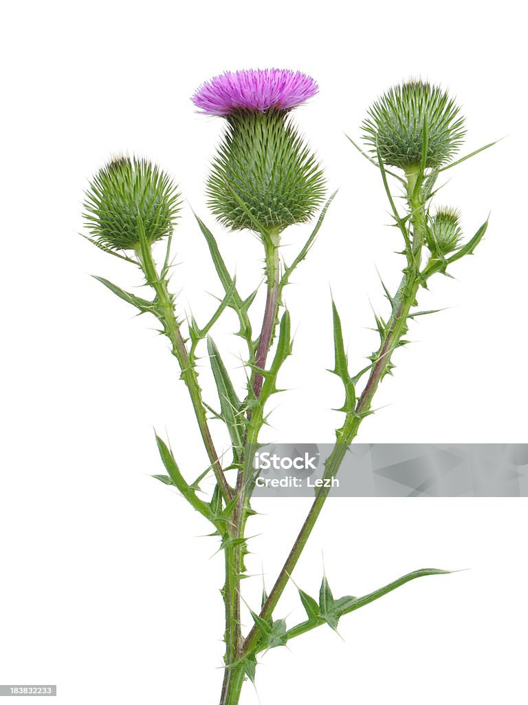Thistle Isolated thistle Thistle Stock Photo