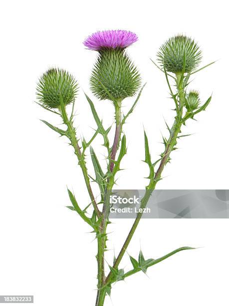 Thistle Stock Photo - Download Image Now - Thistle, Cactus, Cocklebur