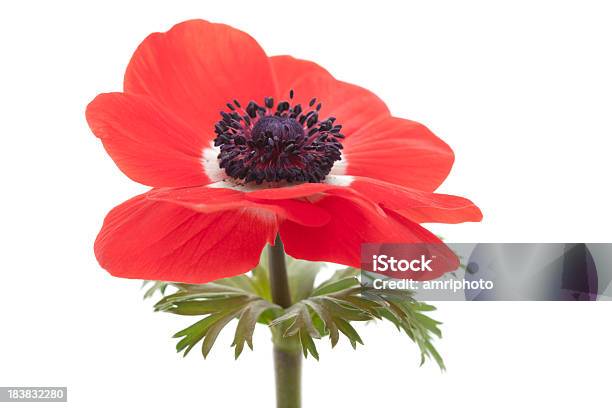 Amapola Rojo Sobre Blanco Foto de stock y más banco de imágenes de Amapola - Planta - Amapola - Planta, Botánica, Flor