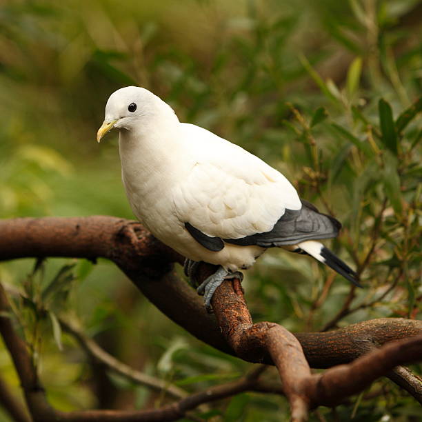 istock Imperial Pigeon Foot 183832283