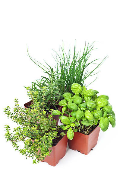 istock Four Potted Garden Herbs in Retail Plastic Container on White 183832334