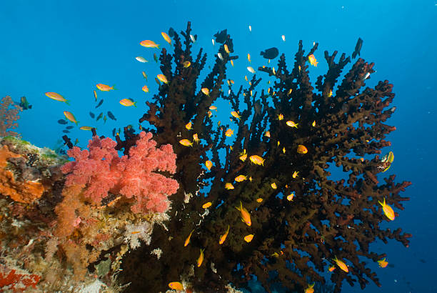 corals and fishes