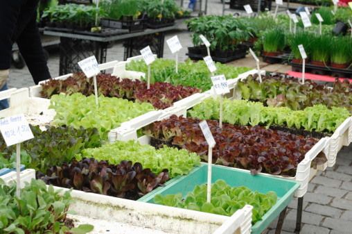 Trays with lettuce seedlings and fresh herbs at a local farmer´s market in spring.
