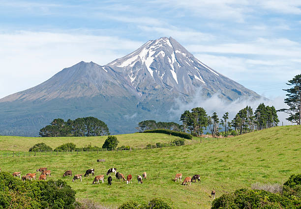 istock New Zealand Dairy Herd 183833371
