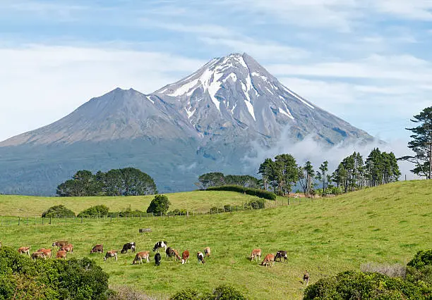A herd of dairy cows feeding in front of Mount Taranaki (also known as Mt Egmont) in the South West of New Zealand's North Island.