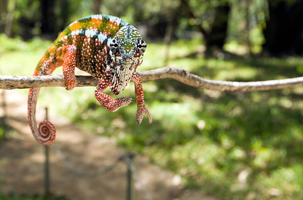 istock Madagascar, Toamasina, chameleon in forest. 183833491