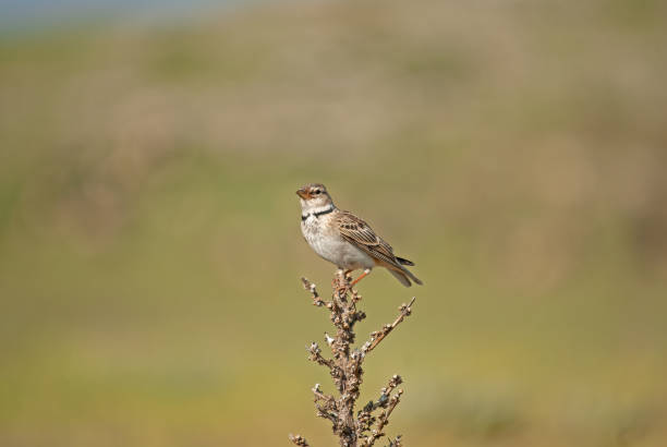 istock Calandra Lark (Melanocorypha calandra) on dried plant, blurred background. 1838335405