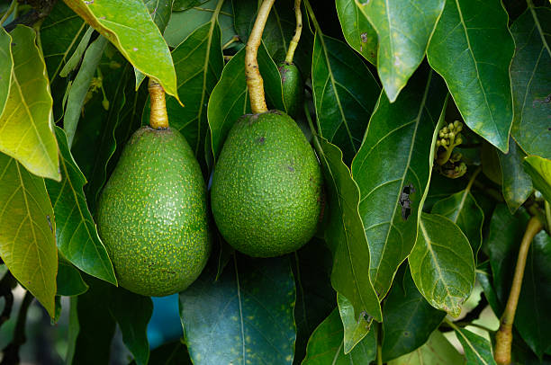istock Close-up of Ripening Avacados On Tree 183833616