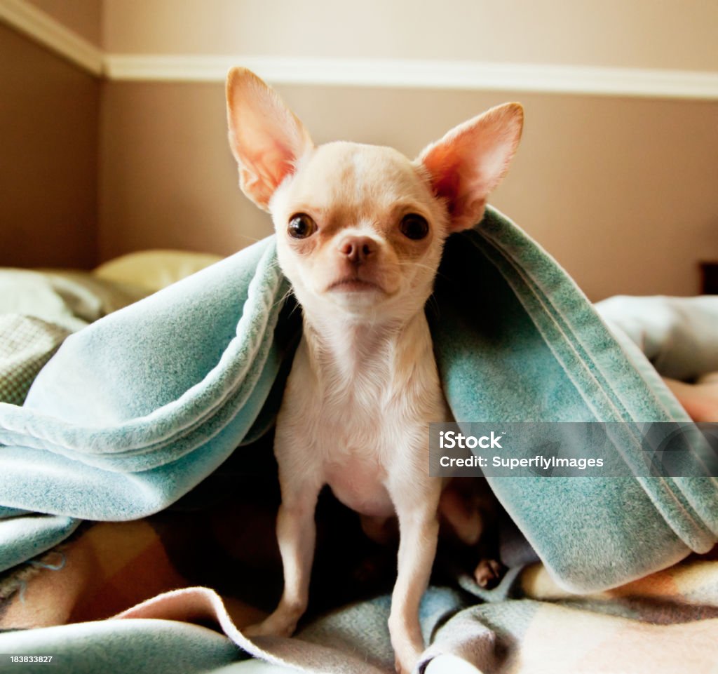 Linda poco Chihuahua mira a la cámara de en mantas - Foto de stock de Chihuahua - Perro de pura raza libre de derechos