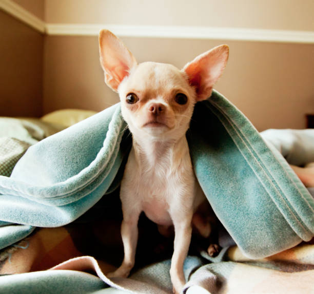 adorable chihuahua looks la caméra sous une couverture - dog chihuahua pampered pets pets photos et images de collection