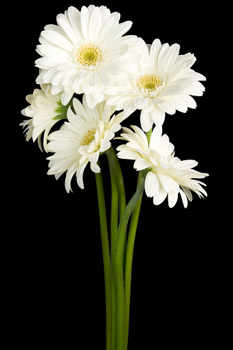 White flowers on a black background.