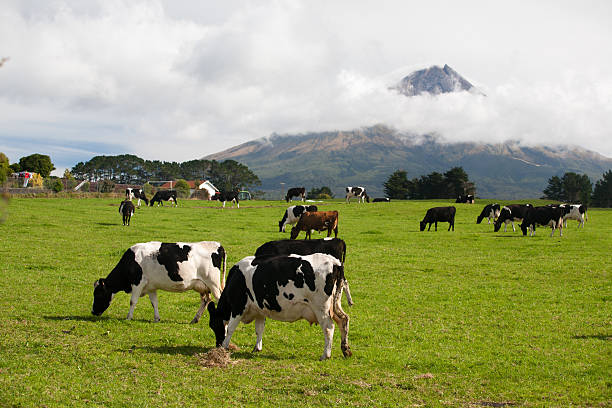 istock Farm at Volcano Taranaki 183834014