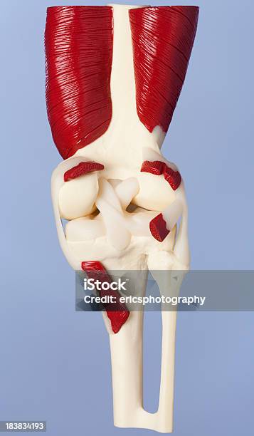 人間の膝 - 前十字靱帯のストックフォトや画像を多数ご用意 - 前十字靱帯, カットアウト, ヒトの内臓