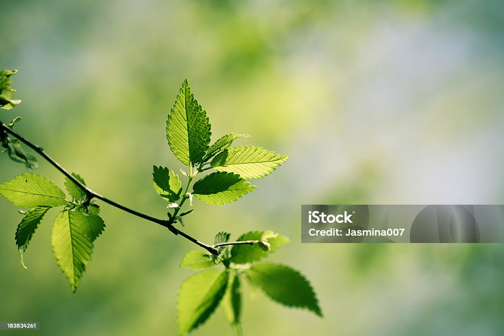 Feuilles de printemps - Photo de Arbre libre de droits