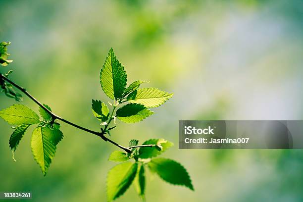 Photo libre de droit de Feuilles De Printemps banque d'images et plus d'images libres de droit de Arbre - Arbre, Beauté de la nature, Bleu