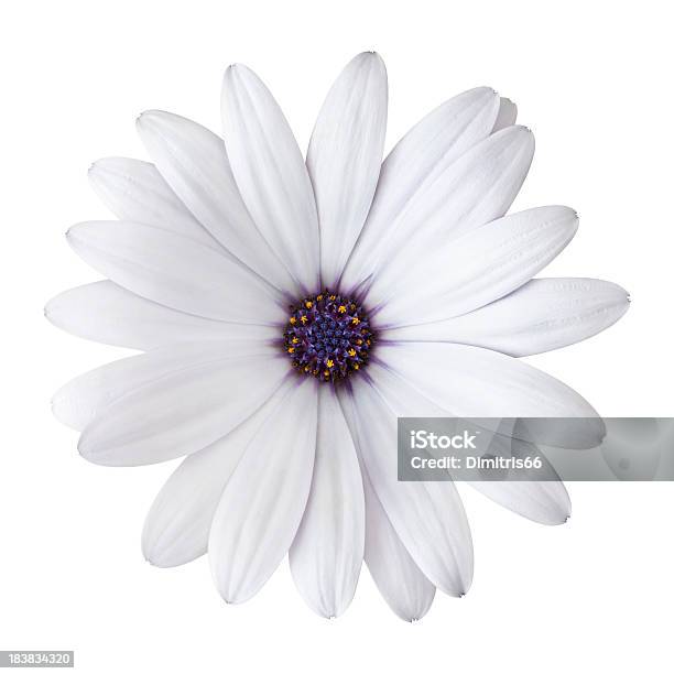 Daisy Em Fundo Branco Detalhada Traçado De Recorte Incluído - Fotografias de stock e mais imagens de Branco