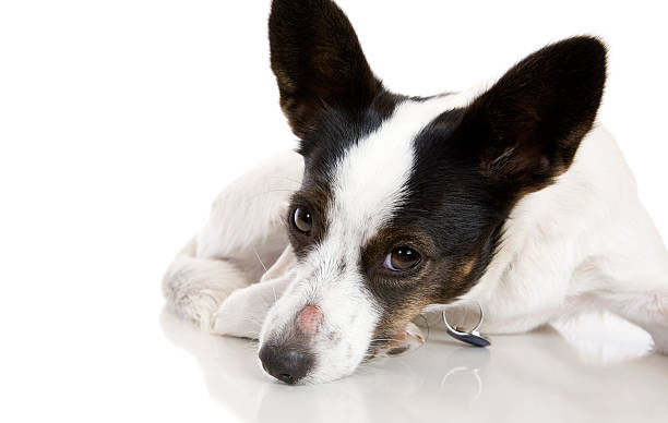 mal di testa cane - puppy isolated animal cute foto e immagini stock