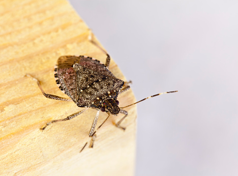 The adult brown marmorated stink bug is a little over a half inch in length and about as wide. The shield-shaped back contains various shades of brown. Unique markings for this species include alternating light bands on the antennae. Macro of a Stink Bug. Macro of a Stink Bug.