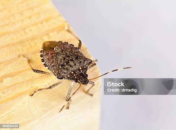 Brown Marmorated Stink Bug With Shieldshaped Back Macro Stock Photo - Download Image Now