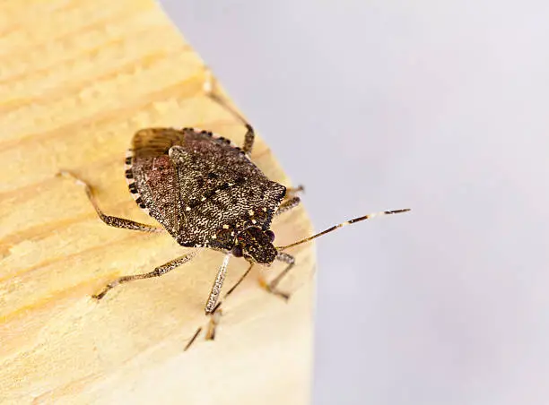 The adult brown marmorated stink bug is a little over a half inch in length and about as wide. The shield-shaped back contains various shades of brown. Unique markings for this species include alternating light bands on the antennae. Macro of a Stink Bug. Macro of a Stink Bug.