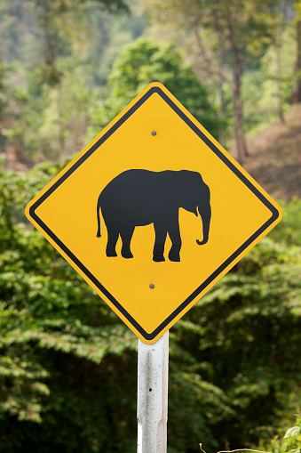A road sign warning motorists to take care whilst driving through a jungle area that elephants sometimes cross the road, Chiang Mai Province, Thailand.