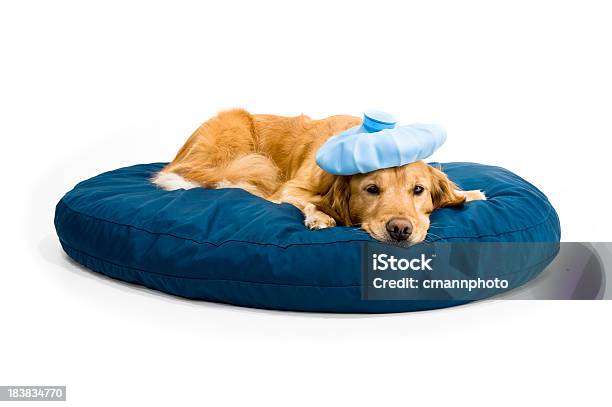 Chory Golden Retriever - zdjęcia stockowe i więcej obrazów Pies - Pies, Choroba, Łóżko dla zwierząt domowych