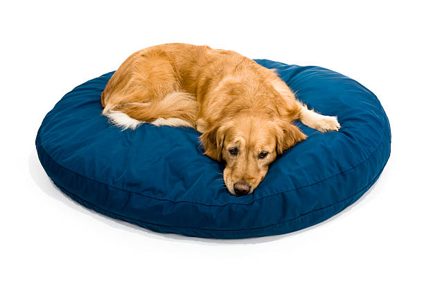 istock Tired Golden Retriever 183834775
