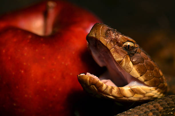 istock Cottonmouth and the forbidden fruit 183834785