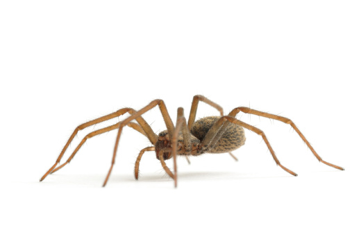 A low angle shot of a house spider(Tegenaria domestica) isolated on awhite background.