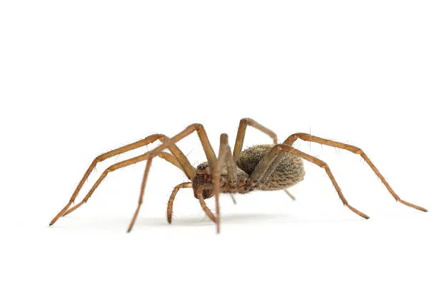 Photo of House Spider side view