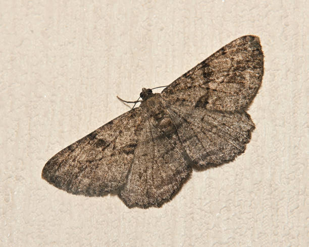 istock Willow beauty moth, Peribatodes rhmboidaria. 1838351018