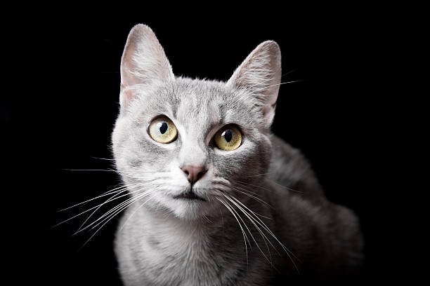 gato - low key lighting flash fotografías e imágenes de stock