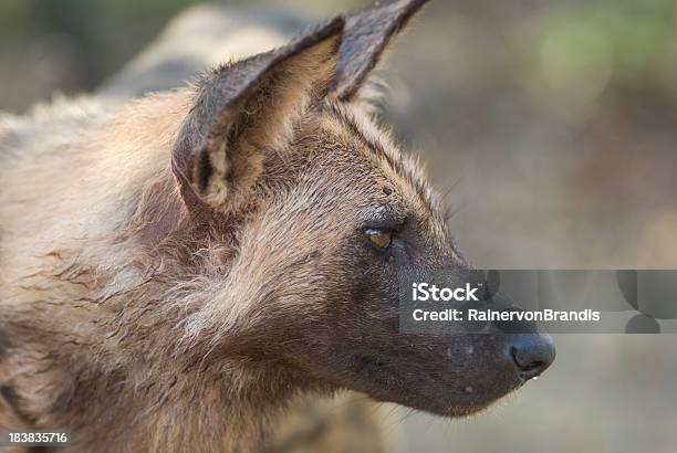Cão Selvagem Virado De Lado - Fotografias de stock e mais imagens de Animal - Animal, Animal de Safari, Animal selvagem