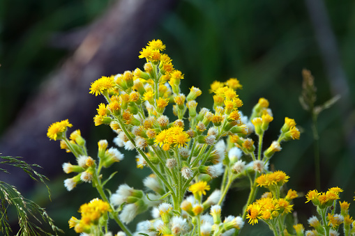 Bright yellow cluster of Canadian goldenrod plant with flowers and seeds on the branch is growing in the forest.