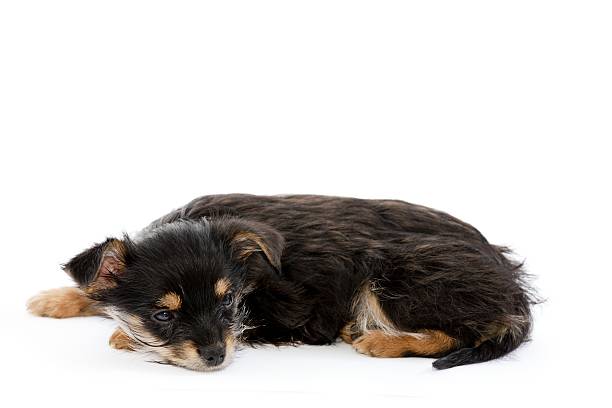 yorkshire misture puppi em branco - schlafend imagens e fotografias de stock