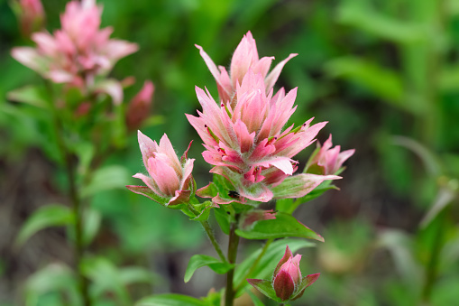 Beautiful and bright pink flowers of Castilleja (commonly known as paintbrush, Indian paintbrush, or prairie-fire) are blooming among grasses in the summer meadow.