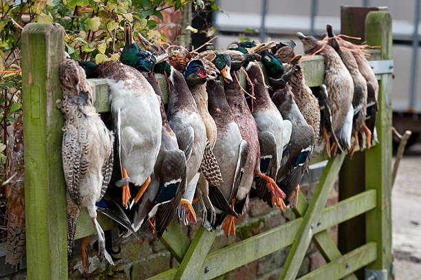 gamebirds - bloodsport photos et images de collection