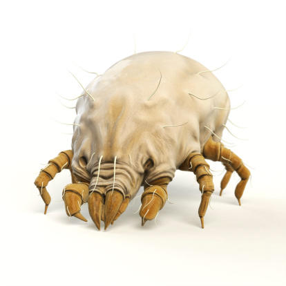 3D Rendering/Digital Illustration of a household dust mite. - Includes clipping mask